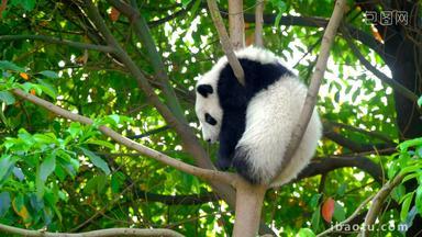 熊猫幼崽成都白色